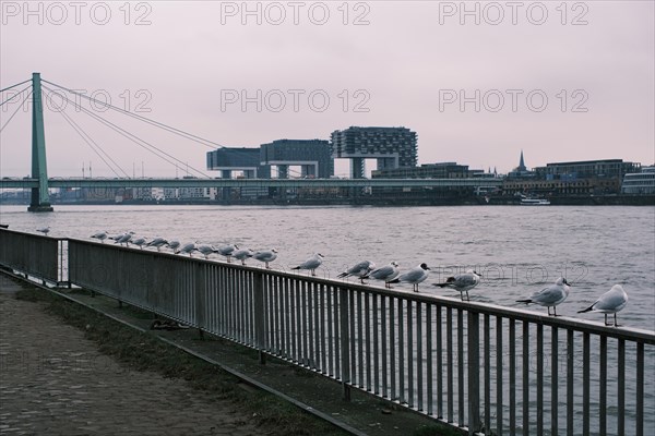 Seagulls (Larinae) on the Rhine, behind them the crane houses, Cologne, Germany, Europe