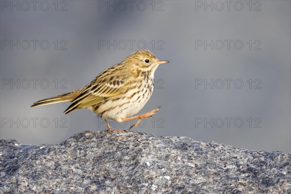 Meadow Pipit, Heligoland