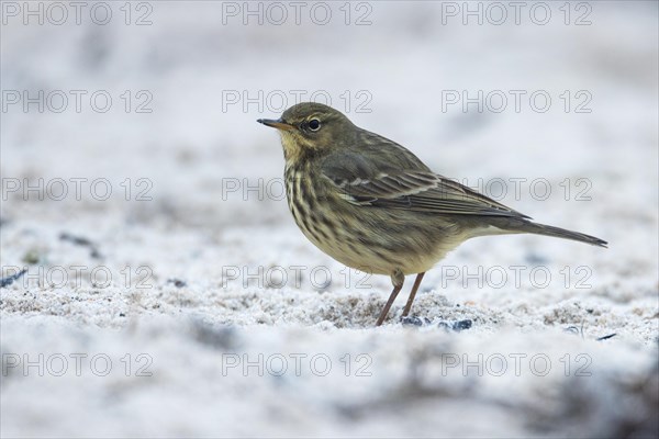 Beach pipit, Heligoland