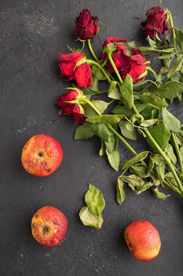 Withered, decaying, roses flowers and apples on black concrete background. top view, flat lay, close up, still life. Death, depression concept