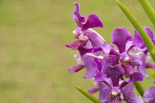 Purple vanda orchid flower in botanical garden, selective focus, copy space, malaysia, Kuching orchid park