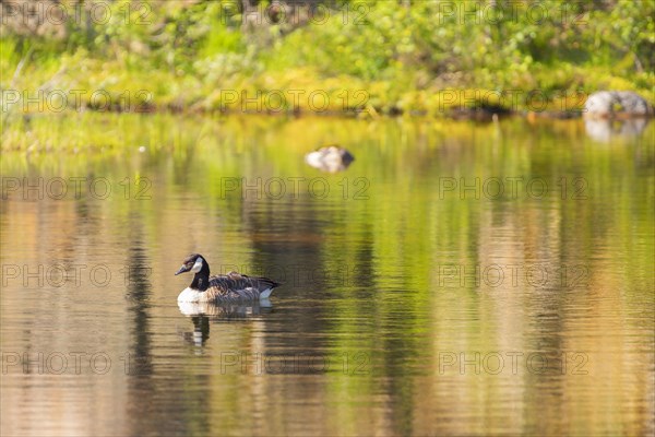 Canada goose (Branta canadensis), nature photograph, Edland, Vestfold, Norway, Europe