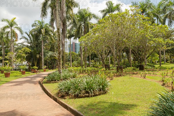 Palm collection in city park in Kuching, Malaysia, tropical garden with large trees and lawns, gardening, landscape design. Daytime with cloudy blue sky, Asia