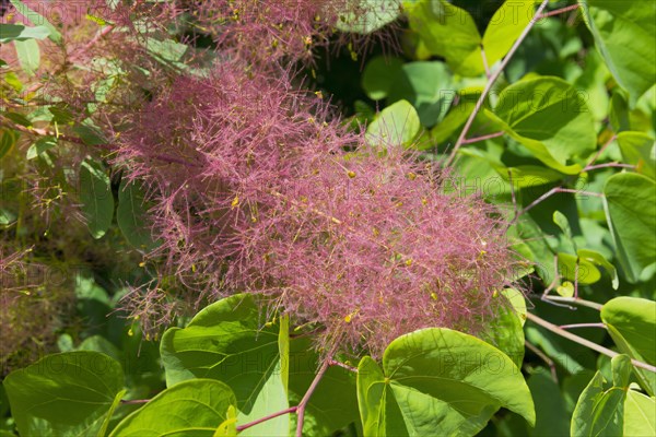 Close-up of pink flowers with a background of green leaves, Flowering wig bush (Cotinus coggygria), Bulgaria, Europe