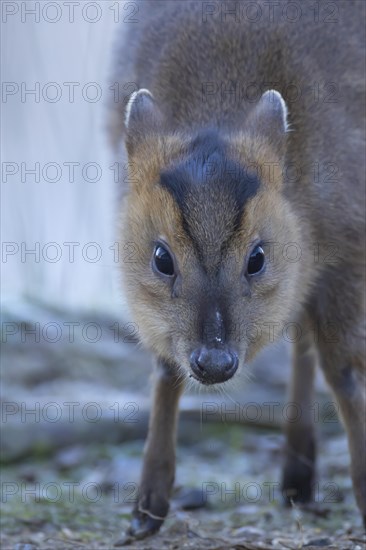 Muntjac deer (Muntiacus reevesi) adult animal head portrait, Suffolk, England, United Kingdom, Europe