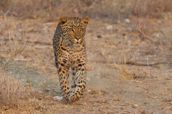 Leopard (Panthera pardus) roaming its territory, Etosha National Park, Namibia, Africa