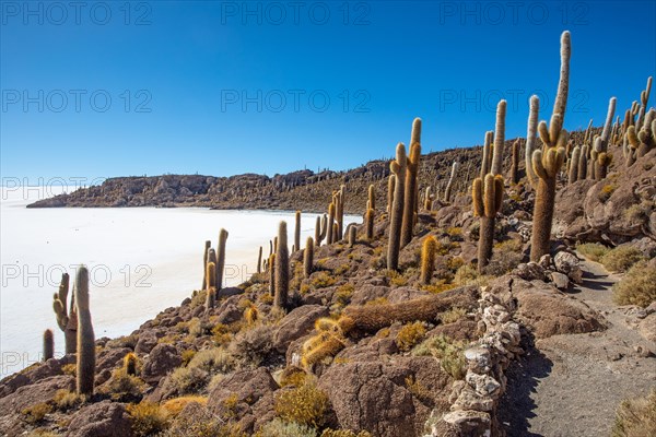 Salar de Uyuni Bolivia Incahuasi Island
