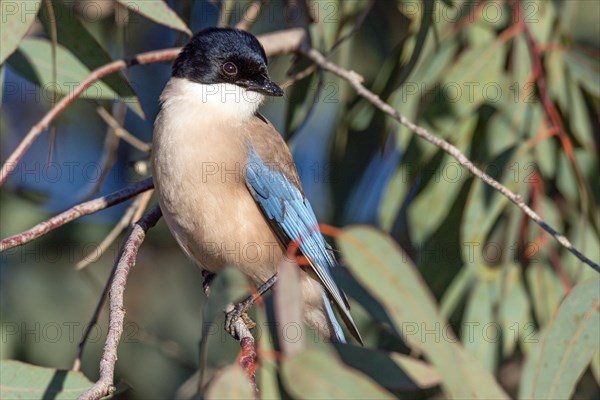 Blue magpie