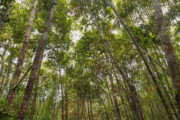 Wild jungle in Bako national park. Vacation, travel, tropics concept, no people, Malaysia, Borneo, Kuching, Asia