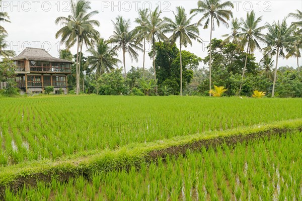 Rice terraces, Campuhan ridge walk, Bali, Indonesia, track on the hill with grass, large trees, jungle and rice fields. Travel, tropical, Ubud, Asia