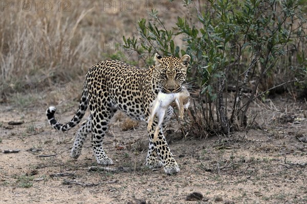 Leopard (Panthera pardus), adult, carrying prey, running, Sabi Sand Game Reserve, Kruger NP, Kruger National Park, South Africa, Africa