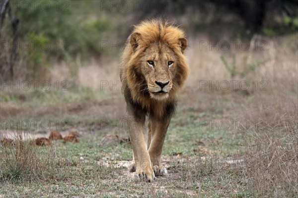 Lion (Panthera leo), adult, male, stalking, vigilant, Sabi Sand Game Reserve, Kruger National Park, Kruger National Park, South Africa, Africa