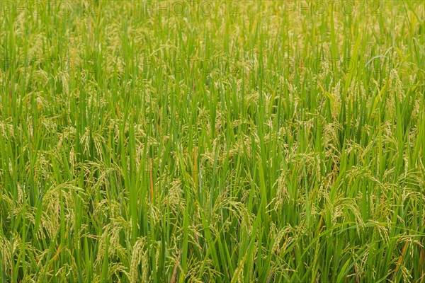 Green rice background, fields in countryside, Ubud, Bali, Indonesia, green grass. Travel, tropical, agriculture, Asia