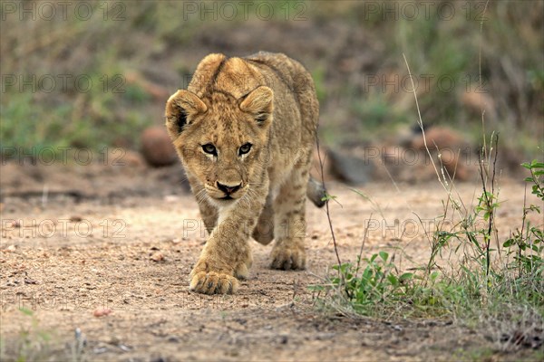 Lion (Panthera leo), young, stalking, alert, Sabi Sand Game Reserve, Kruger National Park, Kruger National Park, South Africa, Africa