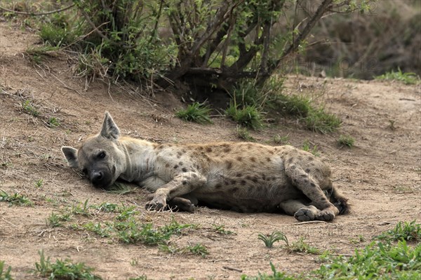 Spotted hyena (Crocuta crocuta), adult, lying, resting, Sabi Sand Game Reserve, Kruger National Park, Kruger National Park, South Africa, Africa