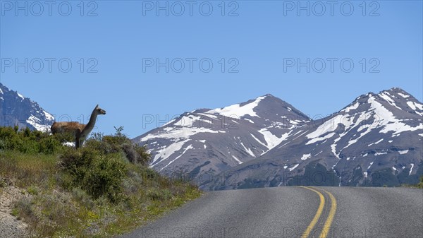 Guanaco (Llama guanicoe), Huanako, Torres del Paine National Park, Patagonia, End of the World, Chile, South America