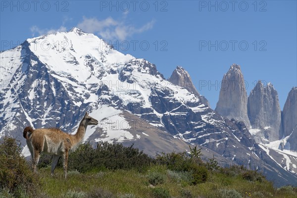 Guanaco (Llama guanicoe), Huanako, Torres del Paine National Park, Patagonia, End of the World, Chile, South America