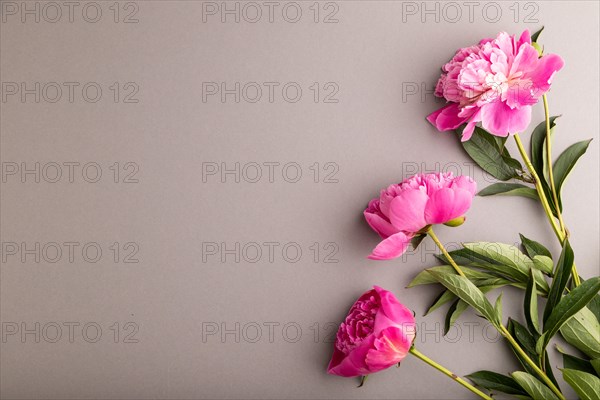 Pink peony flowers on gray pastel background. top view, flat lay, copy space, still life. Breakfast, morning, spring concept