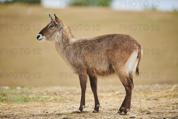 Waterbuck (Kobus defassa) in the dessert, captive, distribution Africa