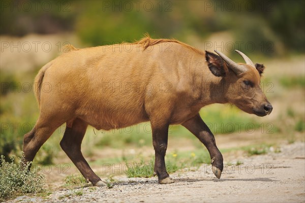 Red buffalo (Syncerus caffer nanus) in the dessert, captive, distribution Africa