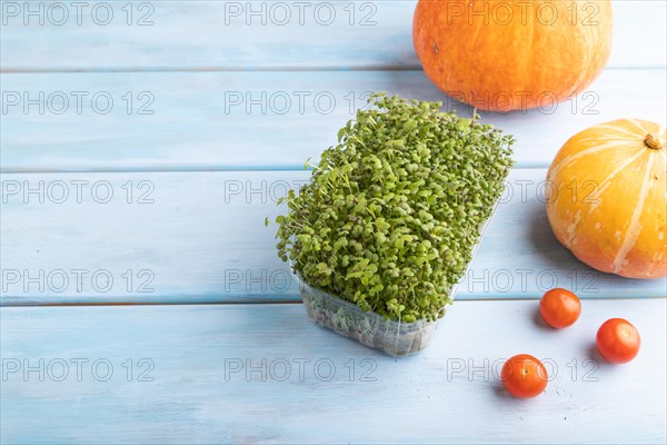 Microgreen sprouts of mustard with pumpkin on blue wooden background. Side view, copy space