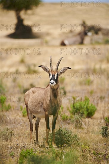 Roan Antelope (Hippotragus equinus) in the dessert, captive, distribution Africa