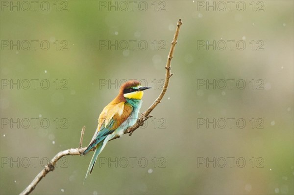 European bee-eater (Merops apiaster) sitting on a branch, France, Europe