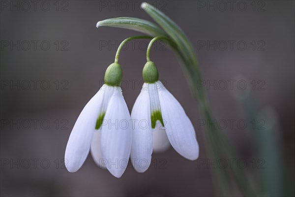 Snowdrop (Galanthus nivalis), Emsland, Lower Saxony, Germany, Europe