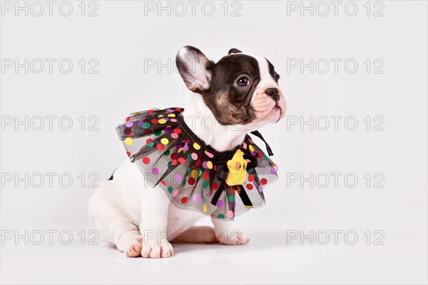 Tan pied French Bulldog dog puppy with cute colorful lace collar sitting in front of white background