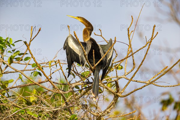 American darter (Anhinga anhinga) Pantanal Brazil