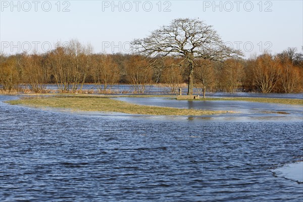 Winter floods 2024 on the Elbe and Mulde rivers with flooding of the meadows, ice on the meadows due to flooding in winter, high-pressure weather in winter, Middle Elbe Biosphere Reserve, Dessau-Rosslau, Saxony-Anhalt, Germany, Europe