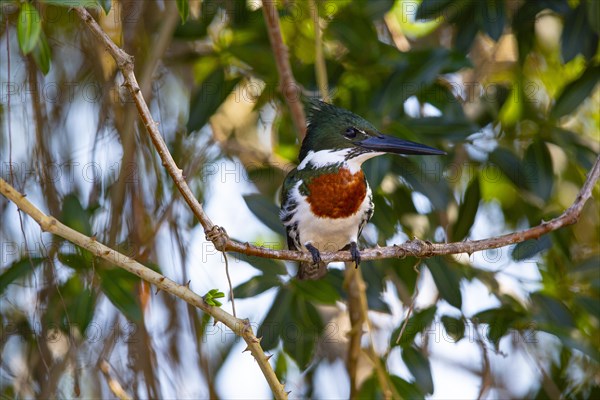 Amazon kingfisher (Chloroceryle amazona) Pantanal Brazil