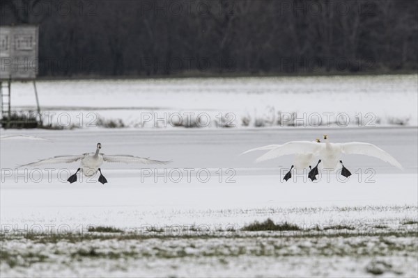 Tundra swans (Cygnus bewickii) approaching, Emsland, Lower Saxony, Germany, Europe