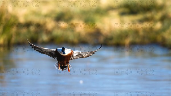 Northern Shoveler, Spatula clypeata, male in flight over marshes