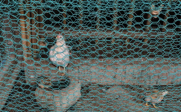 White hen and her chick in pen of wood green wire mesh in South Korea