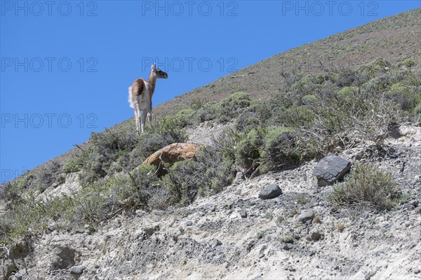 Guanaco (Llama guanicoe), Huanako, Torres del Paine National Park, Patagonia, End of the World, Chile, South America