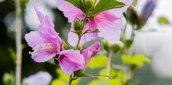 Closeup of a bee gathering nectar from a pink rose of Sharon flower