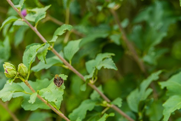 Beautiful brown moth on green leaf of Rose of Sharon flower bush