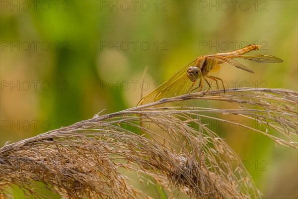 Extreme closeup of golden colored dragonfly perched on a stalk of winter wheat with blurred background