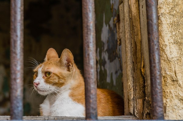 Brown and white adult cat sitting behind metal bars on window of abandoned building in Istanbul, Tuerkiye