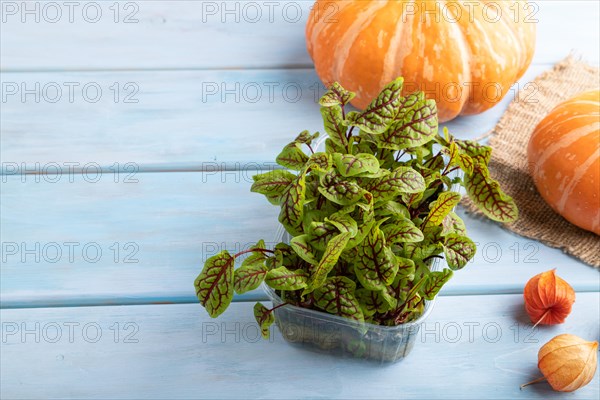 Microgreen sprouts of sorrel with pumpkin on blue wooden background. Side view, copy space, close up