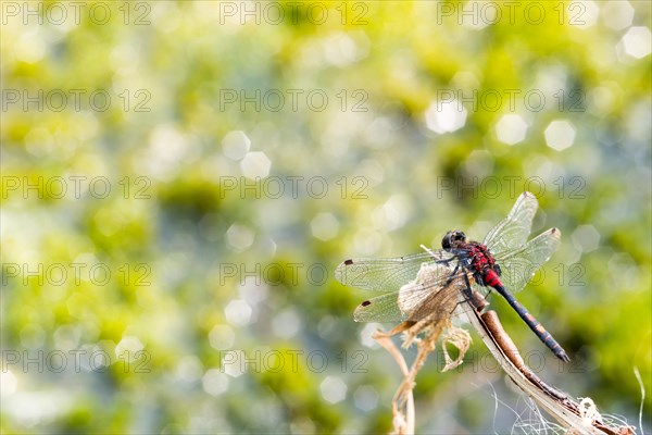 White-faced darter (Leucorrhinia dubia), mature male sitting on a perch, light spots in the background, Pietzmoor, Lueneburg Heath nature reserve, Schneverdingen, Lower Saxony, Germany, Europe