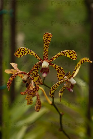 Yellow orchid flower in botanical garden, selective focus, copy space, malaysia, Kuching orchid park