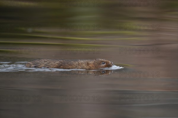 Water vole (Arvicola amphibius) adult animal swimming across a river, Derbyshire, England, United Kingdom, Europe