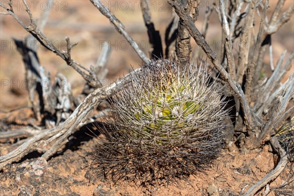 Weingartia neocumingii