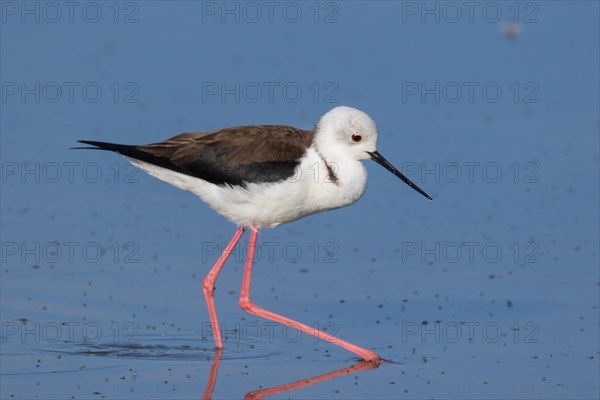 Stilt walker