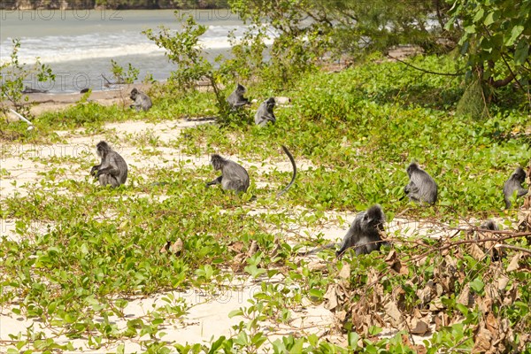 Silvery lutung or silvered leaf langur monkey (Trachypithecus cristatus) in Bako national park, pack on the sand beach. Borneo, Malaysia, Asia