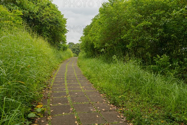 Campuhan ridge walk, Bali, Indonesia, track on the hill with grass, large trees, jungle and rice fields. Travel, tropical, Ubud, Asia