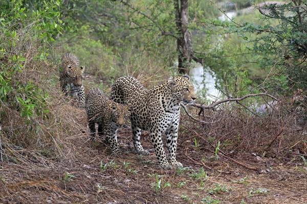 Leopard (Panthera pardus), adult, cubs, group, running, stalking, Sabi Sand Game Reserve, Kruger NP, Kruger National Park, South Africa, Africa