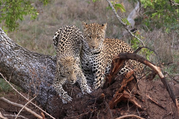 Leopard (Panthera pardus), adult, pair, alert, on tree trunk, Sabi Sand Game Reserve, Kruger NP, Kruger National Park, South Africa, Africa